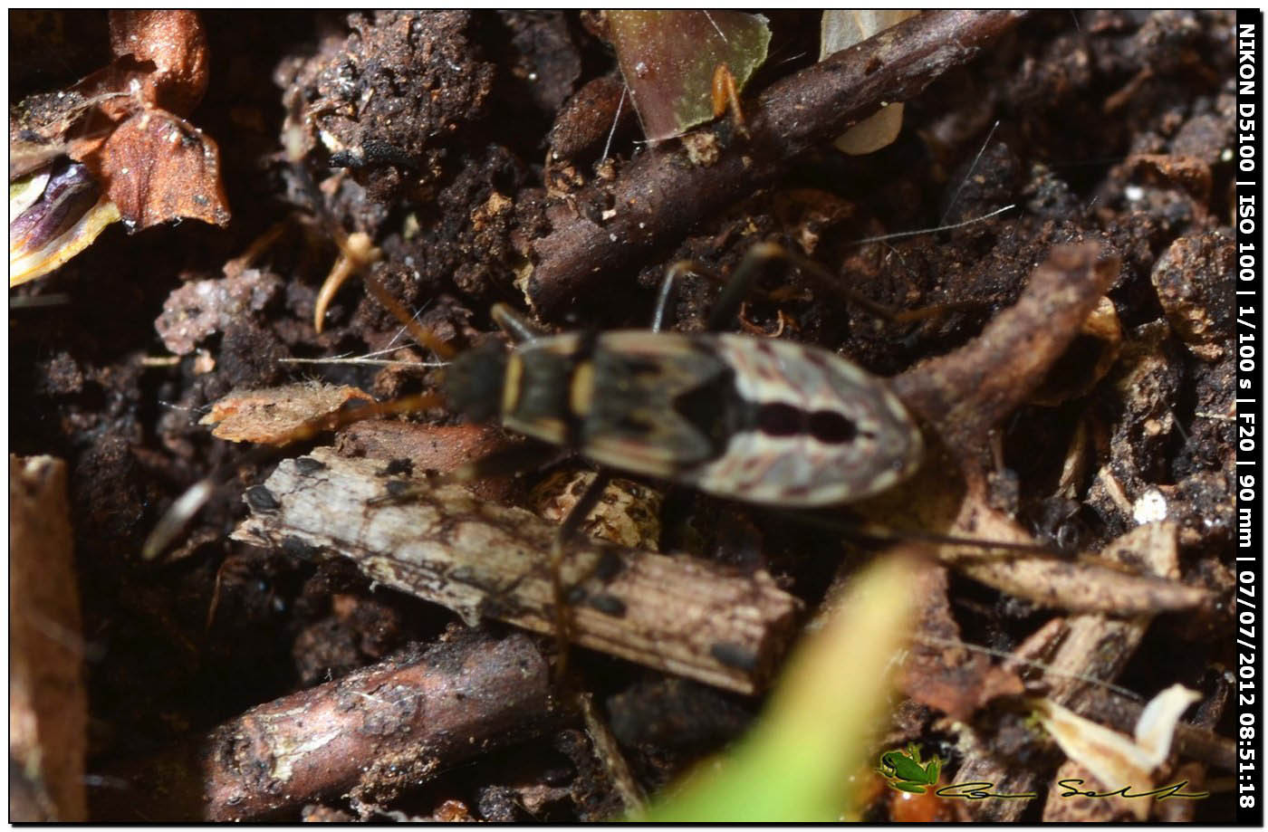 Miridae da id. Ninfa di Lygaeidae: Beosus sp.