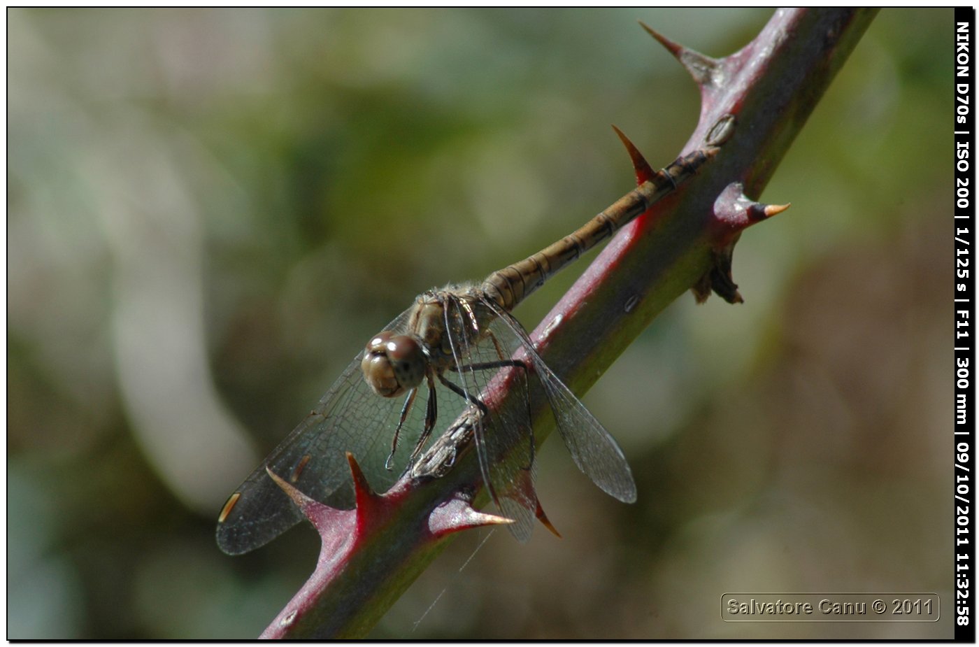 Sympetrum striolatum