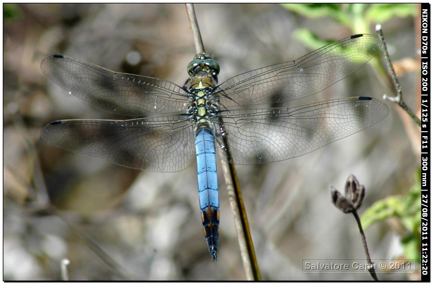 Orthetrum albistylum♂??