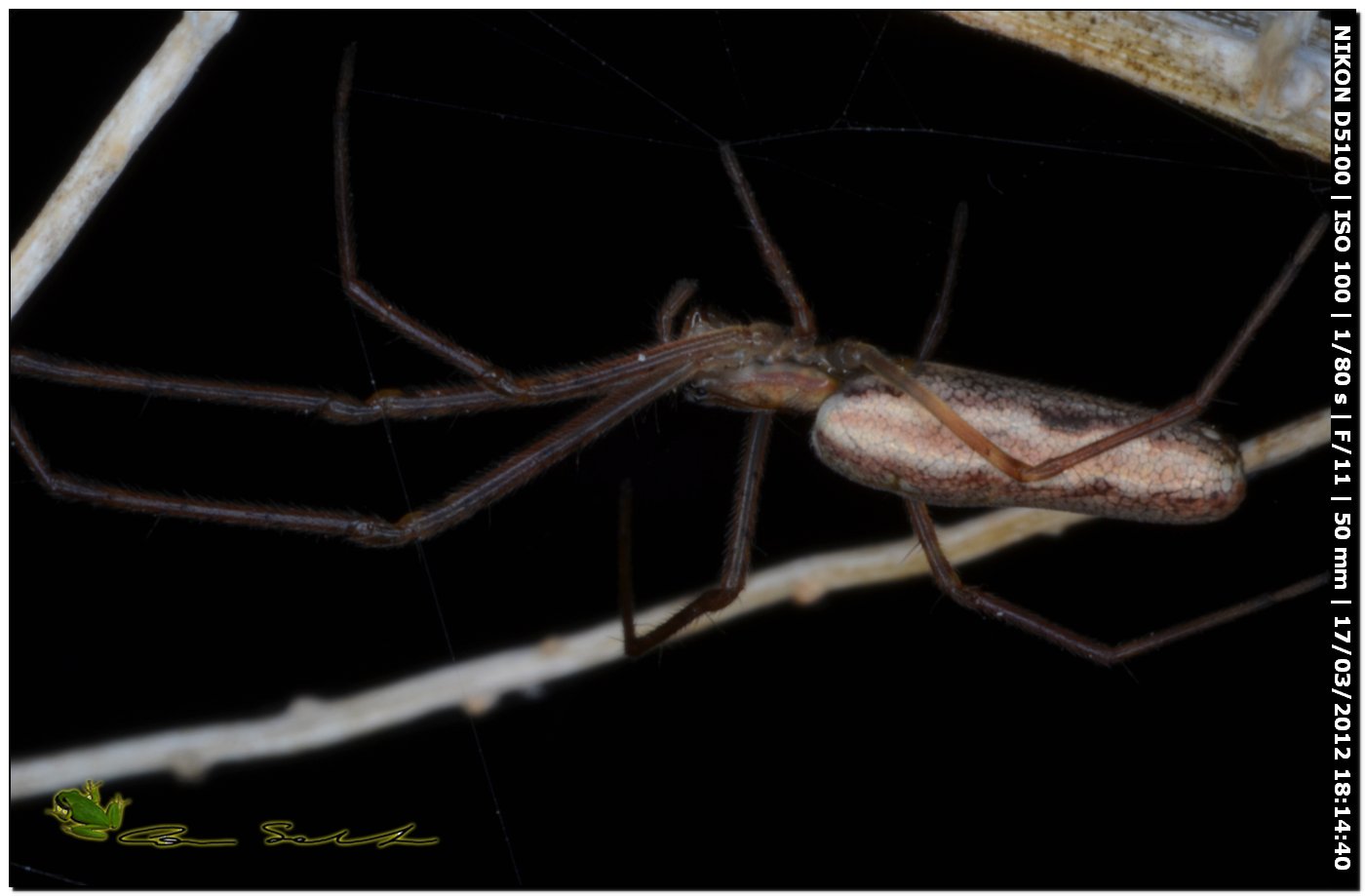 Tetragnatha sp. da Usini