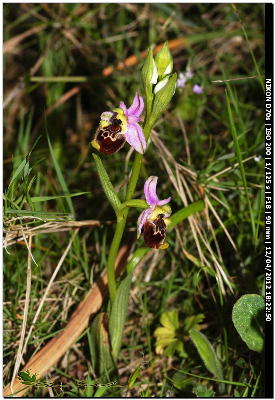 Ophrys annae