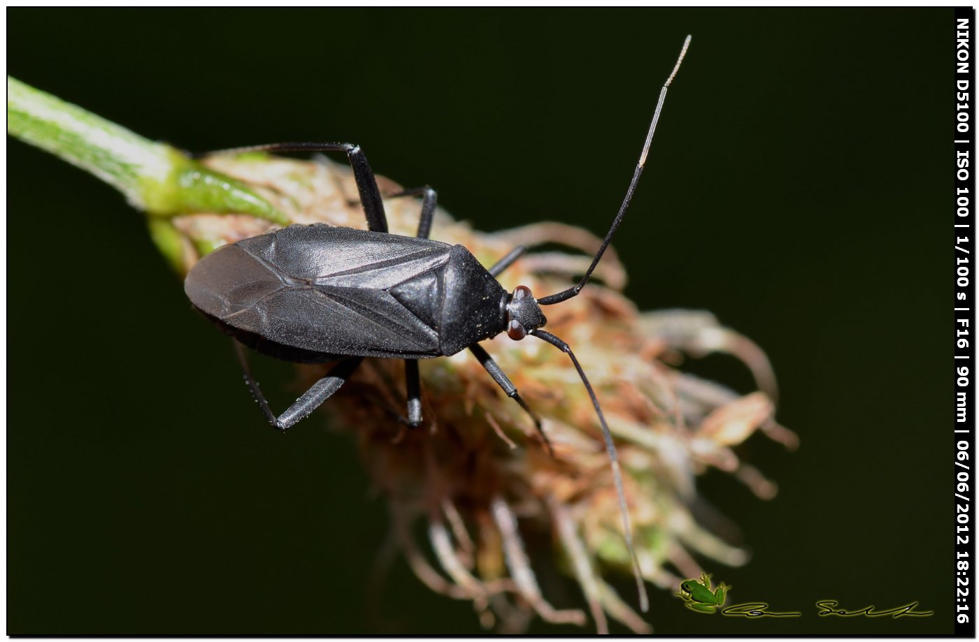 Miridae: Calocoris nemoralis f. picea