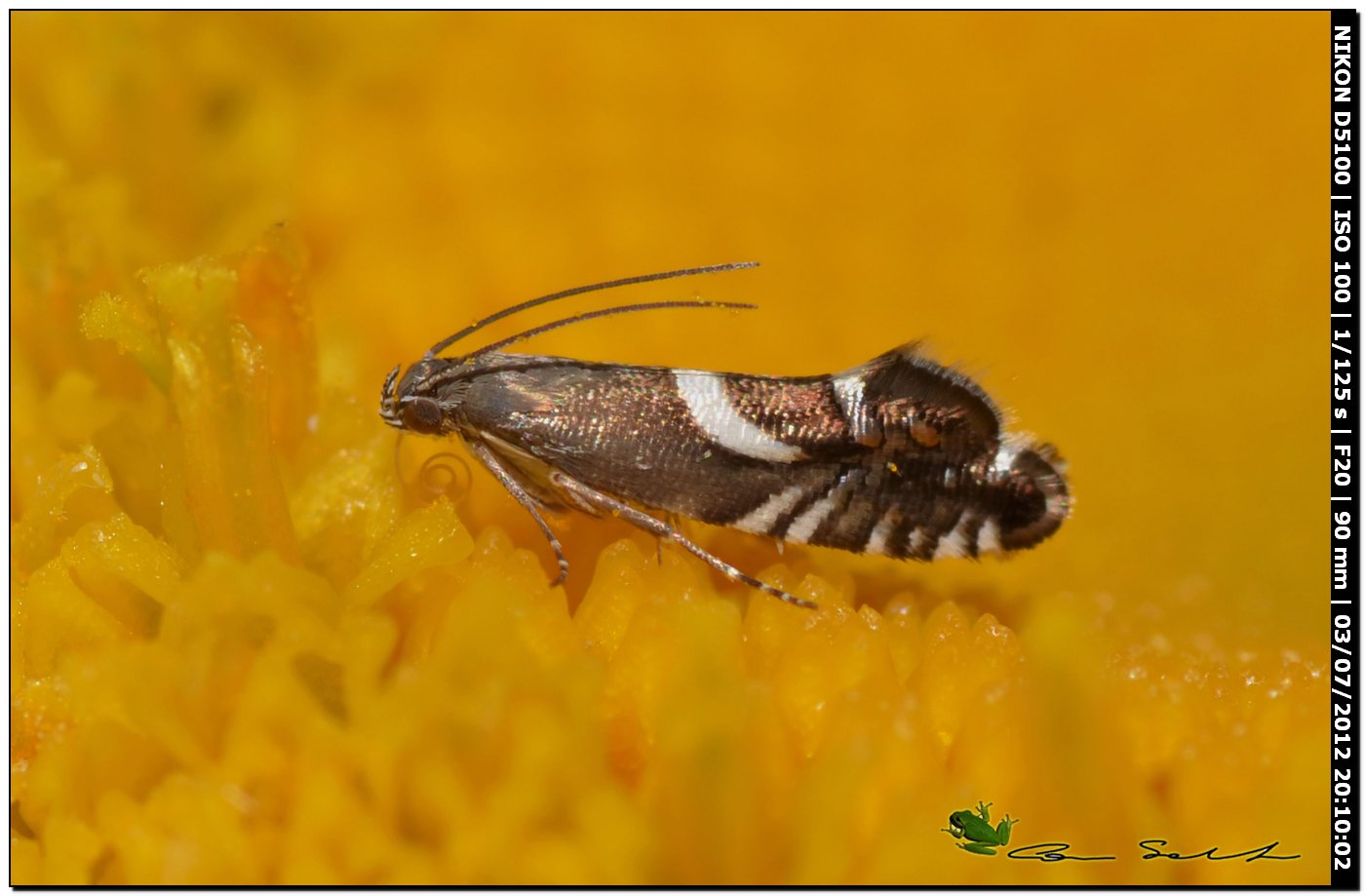 Glyphipterigidae: Glyphipterix sp.