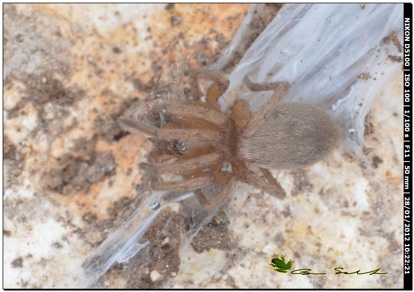 Drassodes sp.