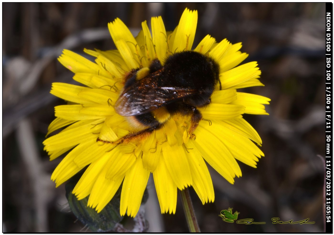 regina di Bombus terrestris da Stintino