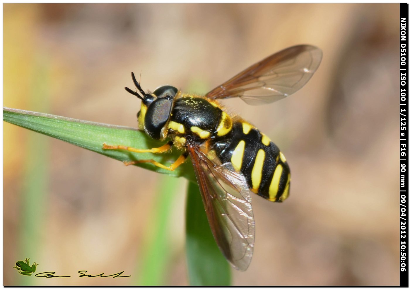 Chrysotoxum sp.