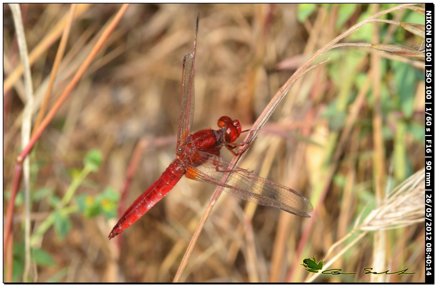 Crocothemis erythraea ♂