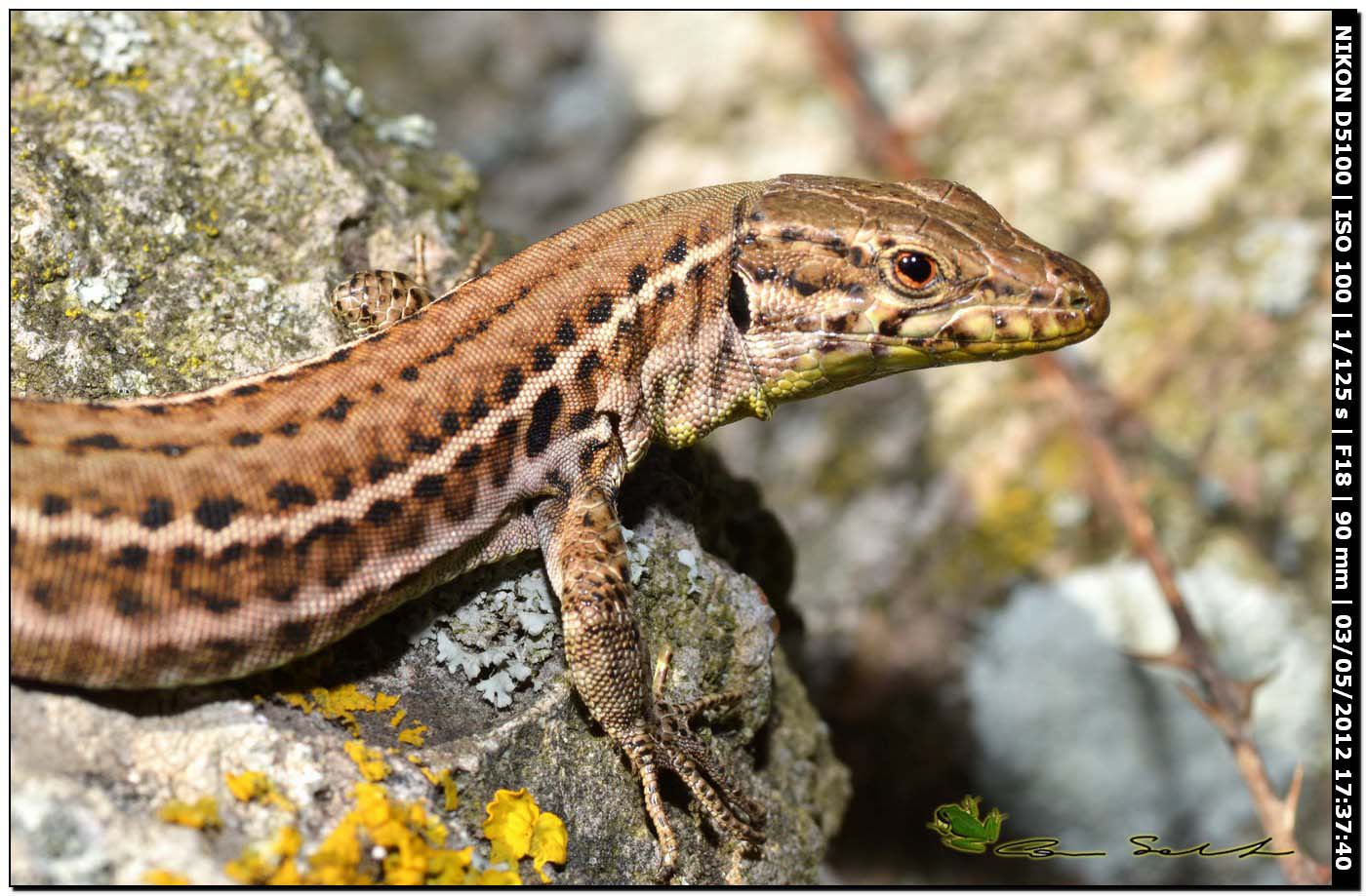 Podarcis tiliguerta, primi avvistamenti