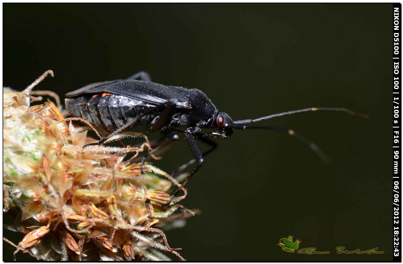 Miridae: Calocoris nemoralis f. picea