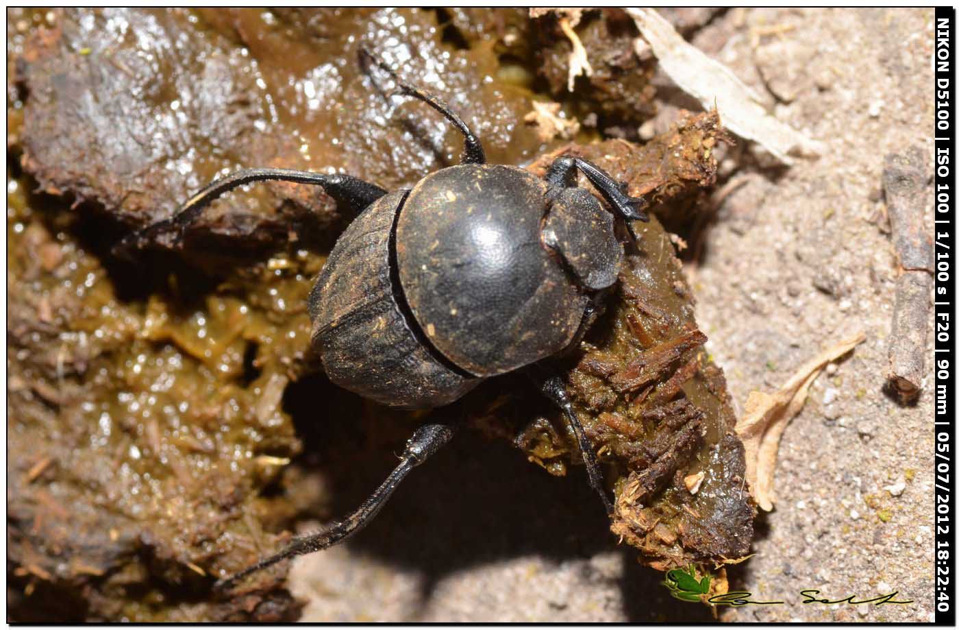 Scarabaeidae Sisyphus schaefferi