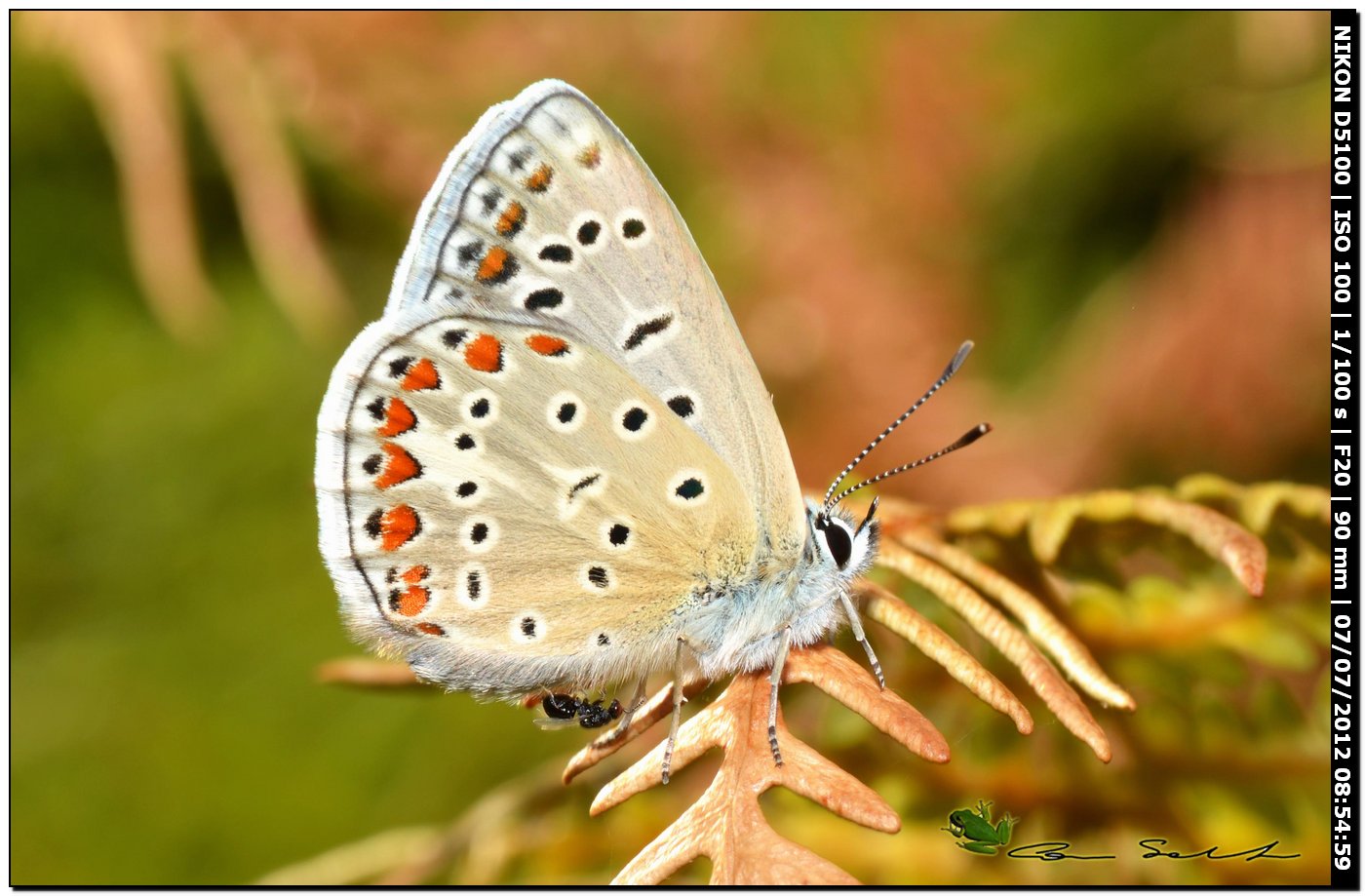 Polyommatus celina