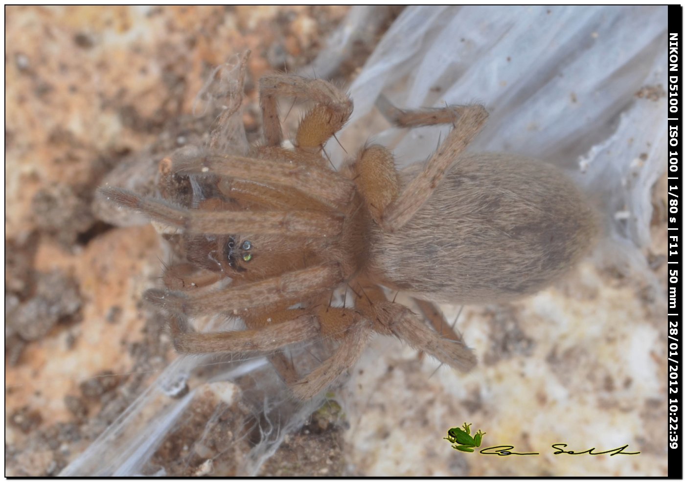 Drassodes sp.