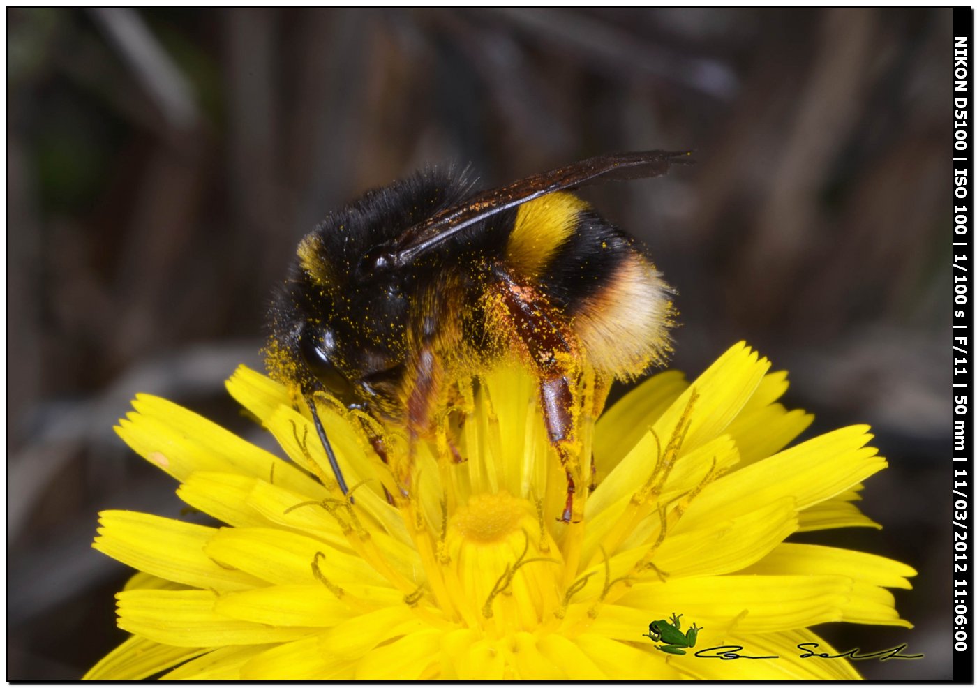 regina di Bombus terrestris da Stintino