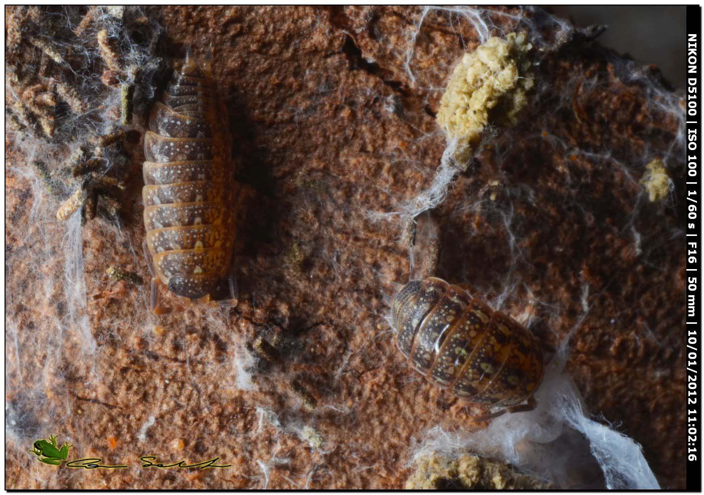 Ancora Philoscia sp.? Orthometopon