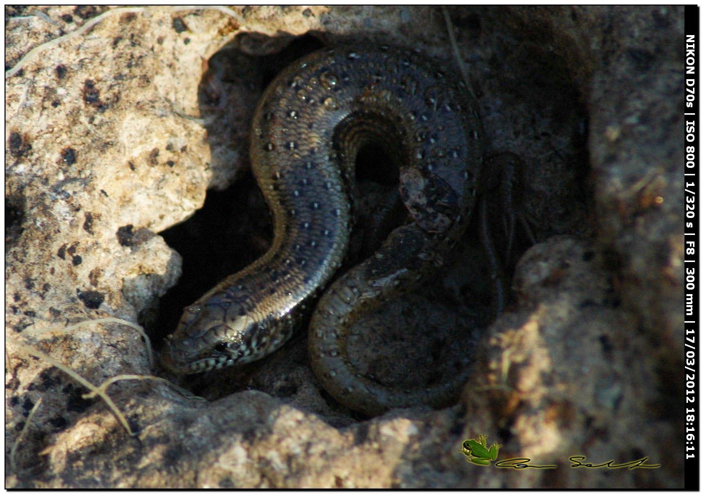 Chalcides ocellatus da Usini