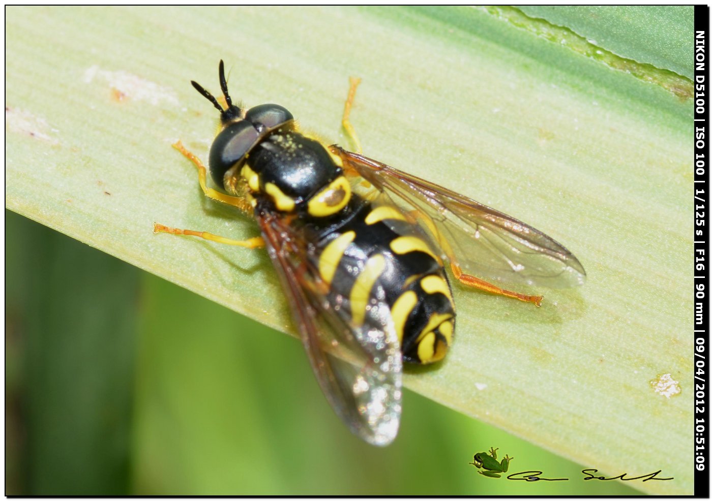 Chrysotoxum sp.