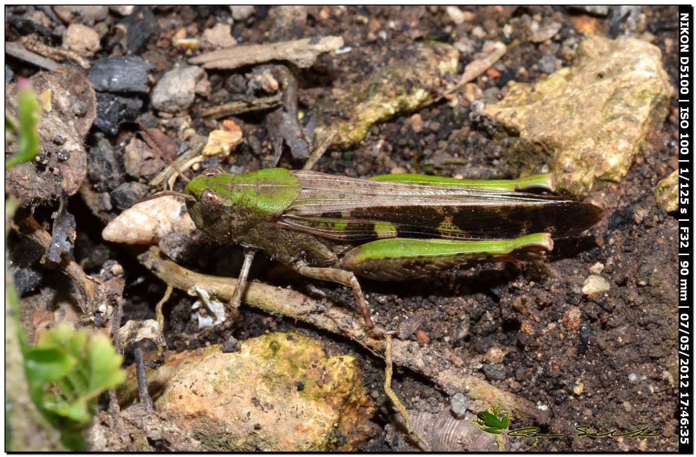 Aiolopus sp.