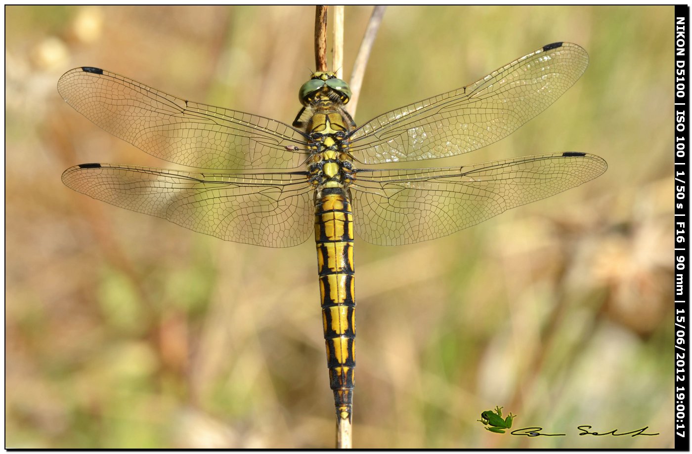 Orthetrum cancellatum ♂ immaturo