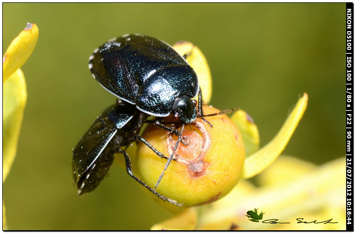 Canthophorus sp.