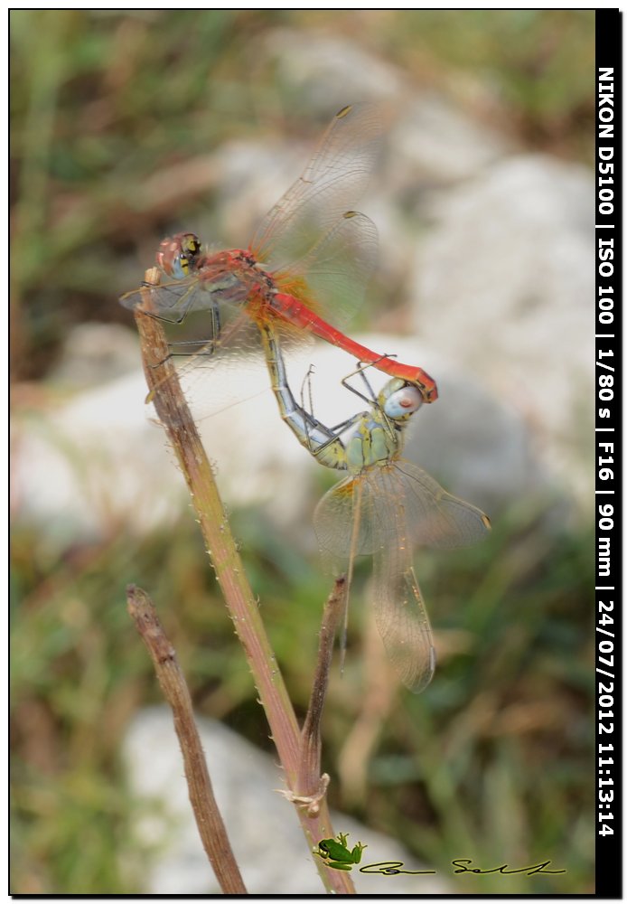 Sympetrum fonscolombii ♂♀