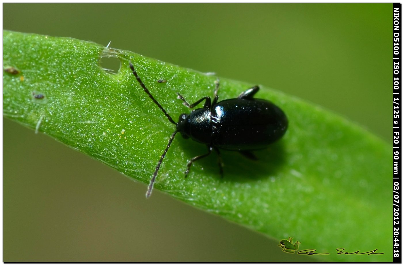 Chrysomelidae? 2