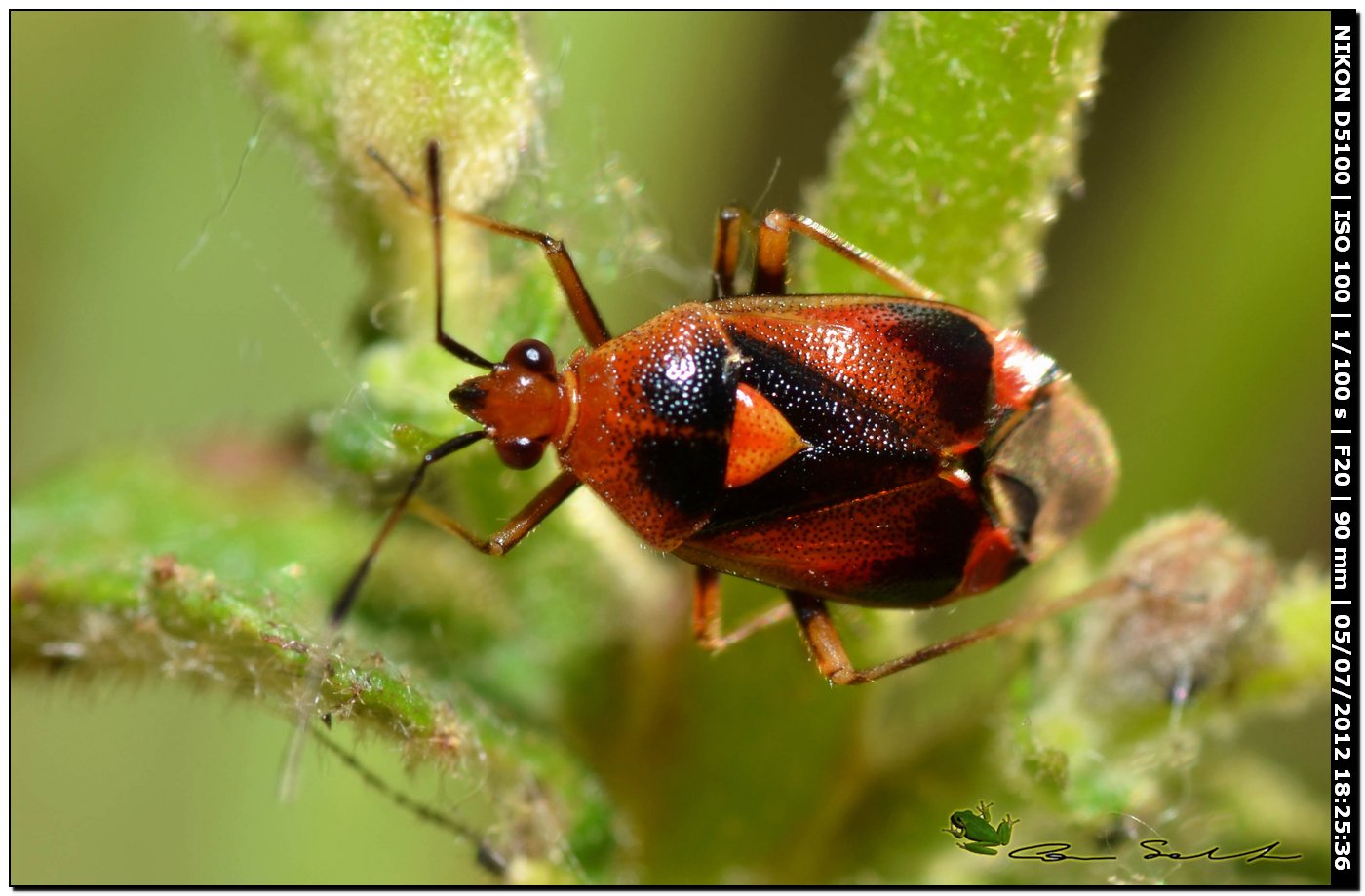 Miridae, Deraeocoris ruber