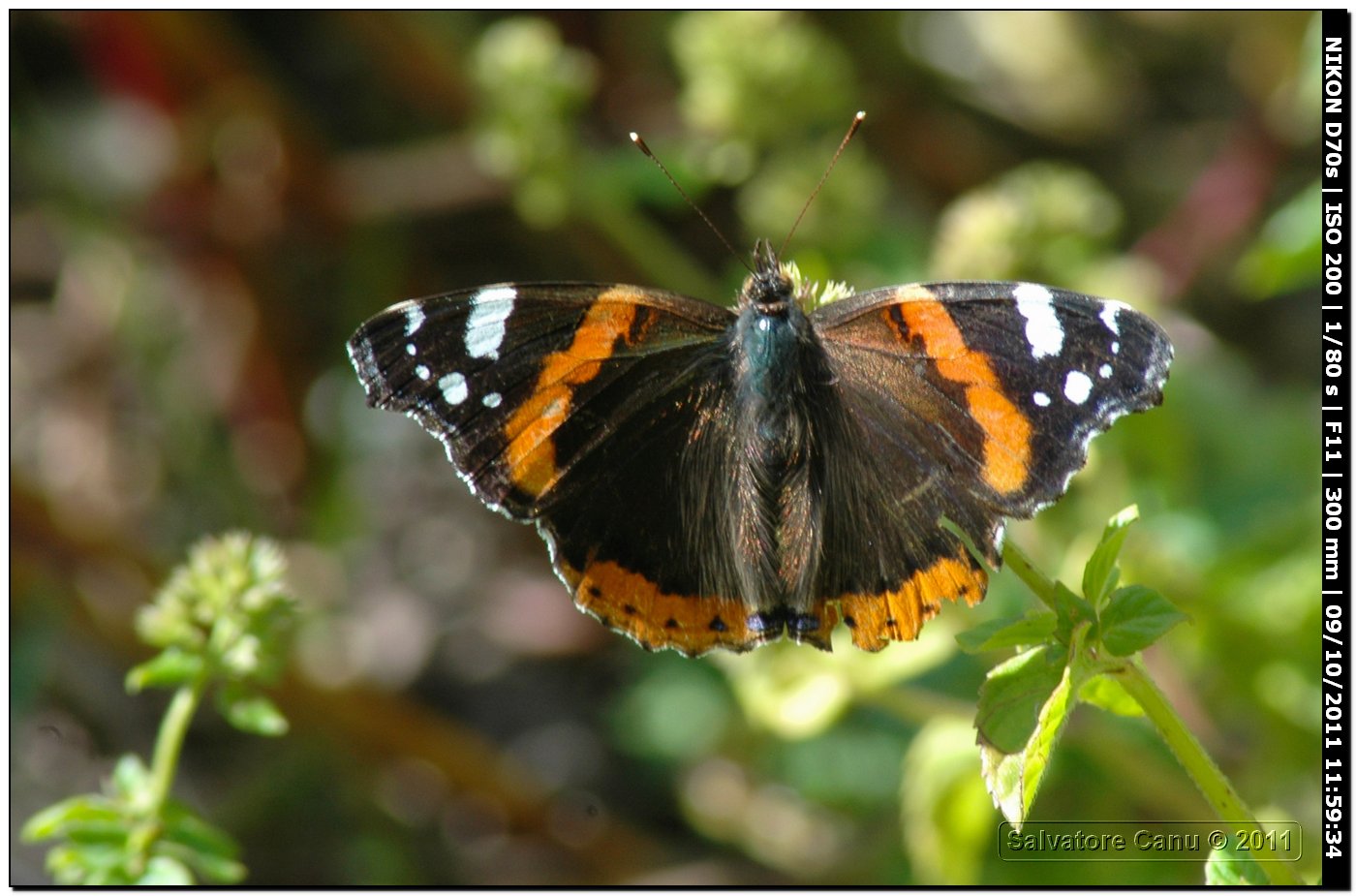 Vanessa atalanta