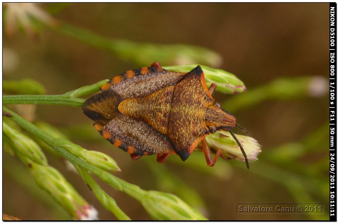 Carpocoris mediterraneus atlanticus