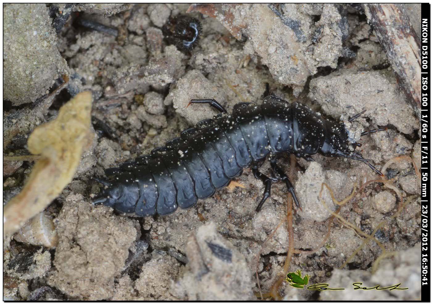 Larva di Carabus cfr morbillosus