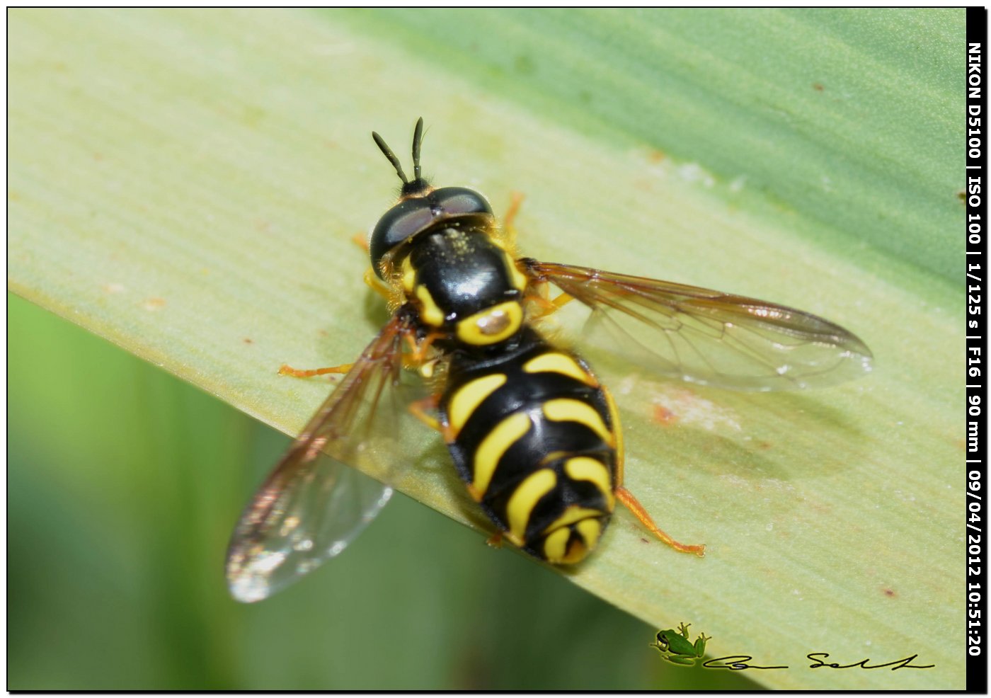 Chrysotoxum sp.