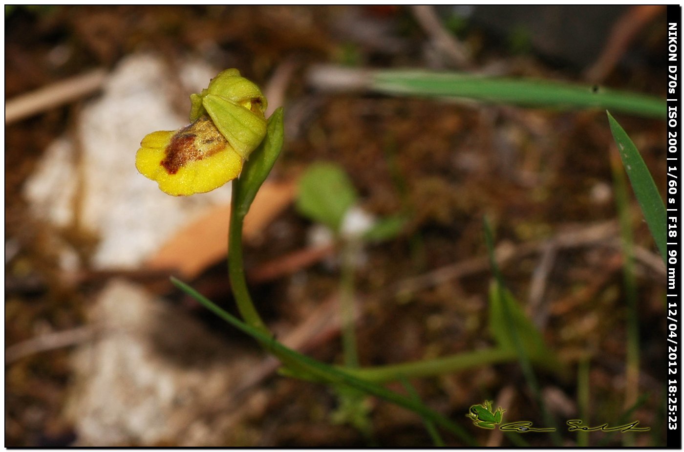 Orchidea da id. 5