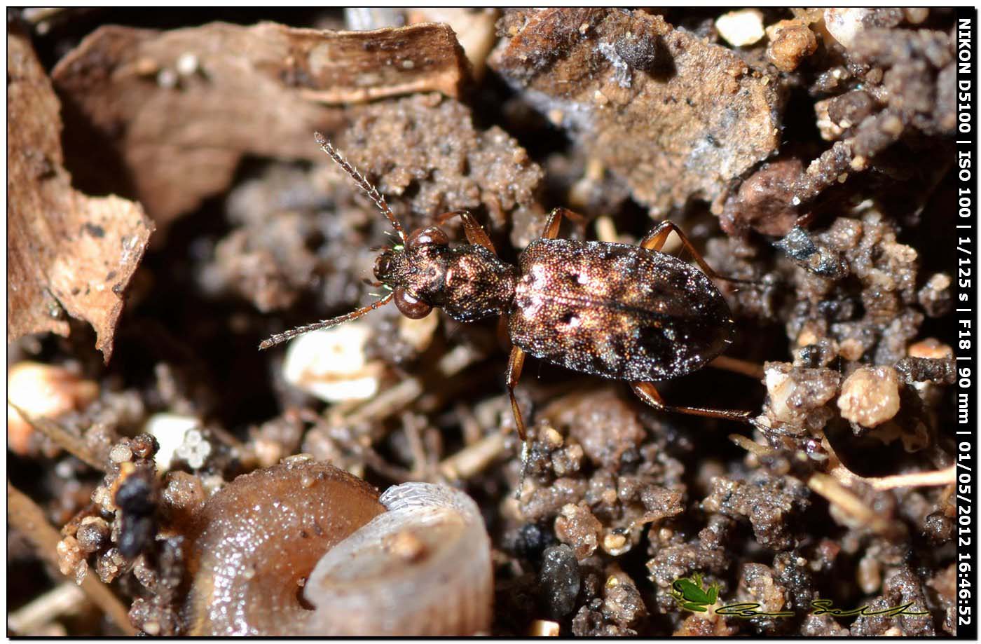 Piccolo Carabidae: Asaphidion cfr curtum