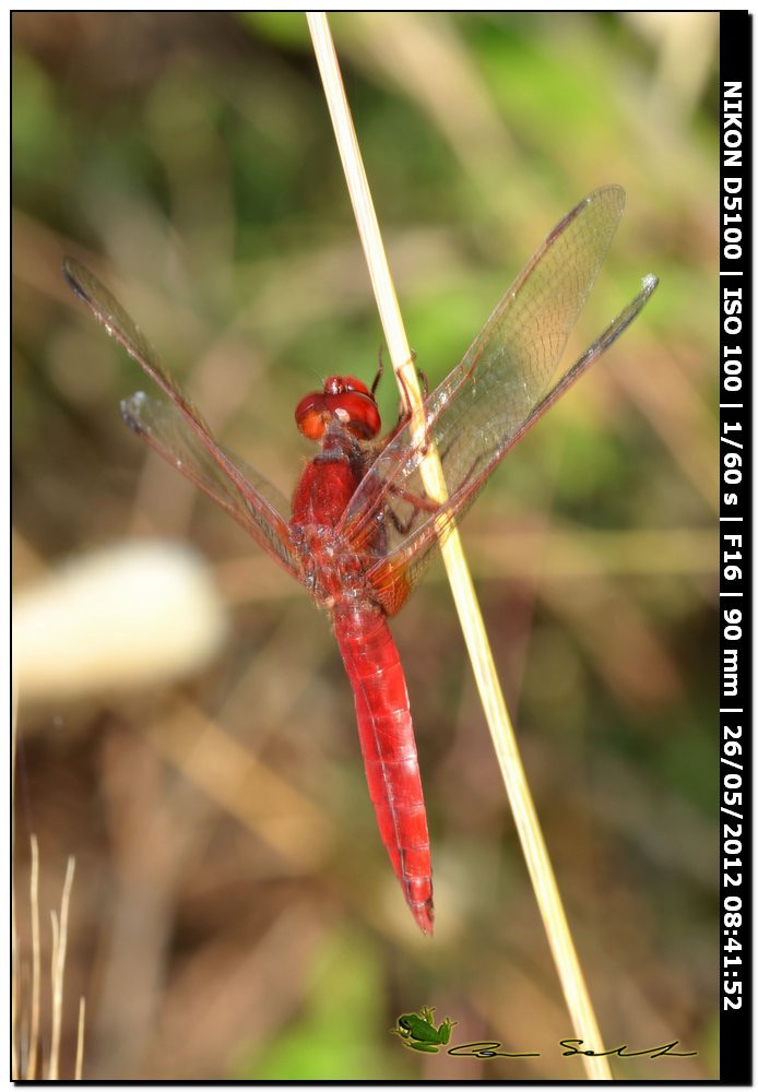 Crocothemis erythraea ♂