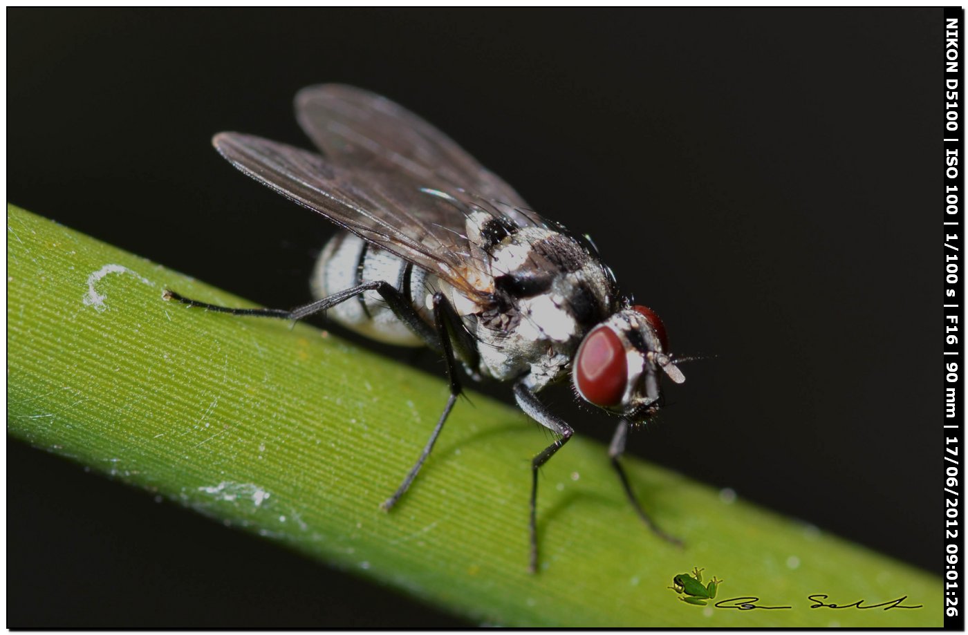 Limnophora obsignata ♀ (Muscidae)