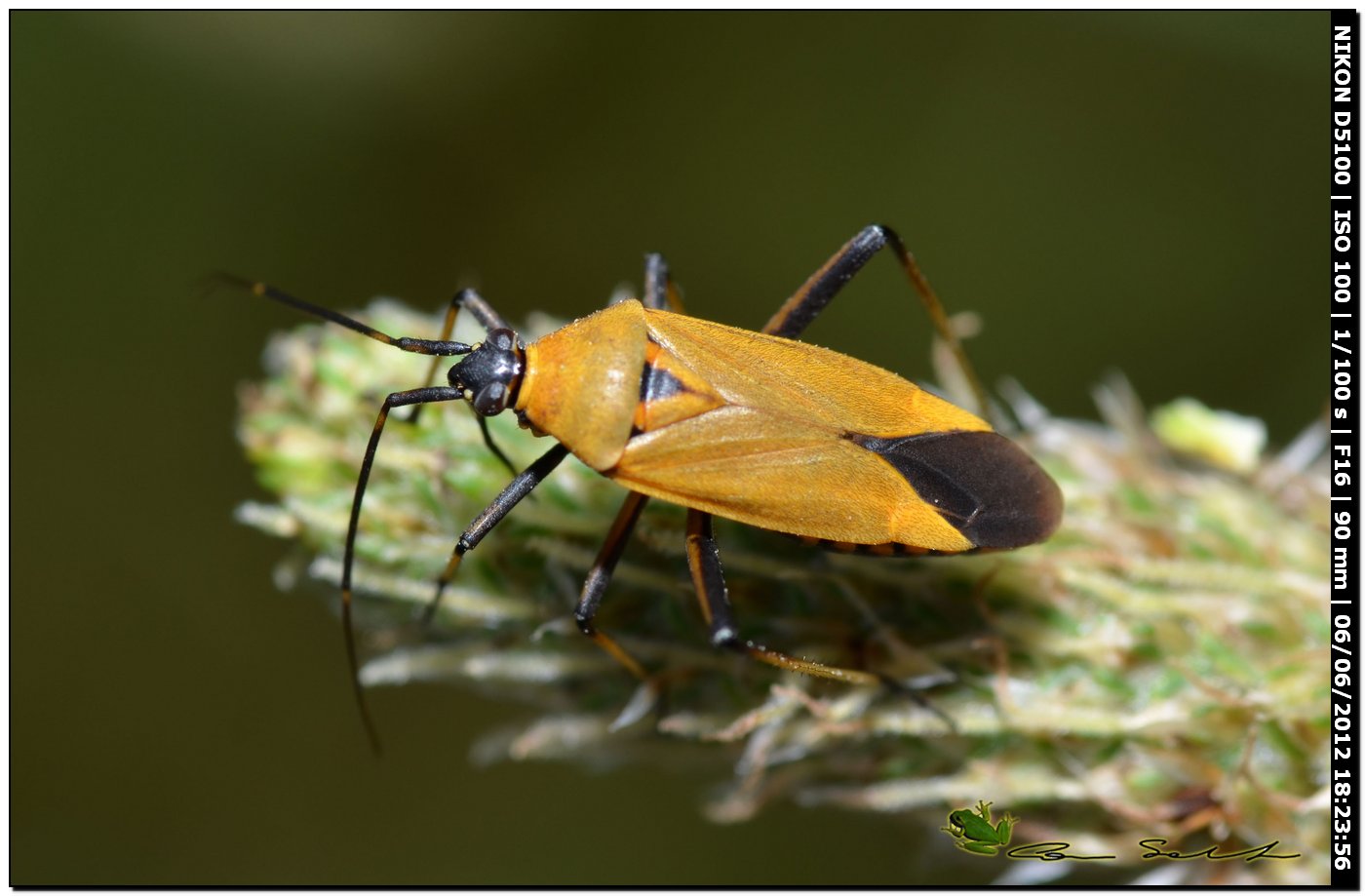 Miridae: Calocoris nemoralis f. pallida