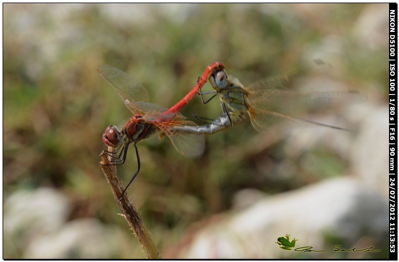 Sympetrum fonscolombii ♂♀