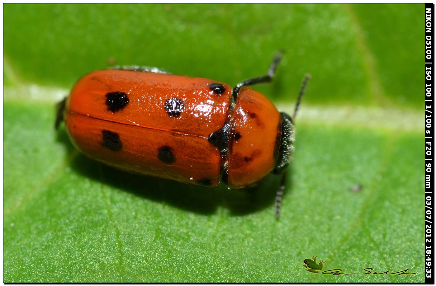 Chrysomelidae, Tituboea biguttata