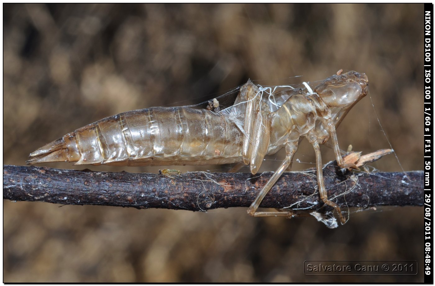 Exuvia da id.: Anax imperator