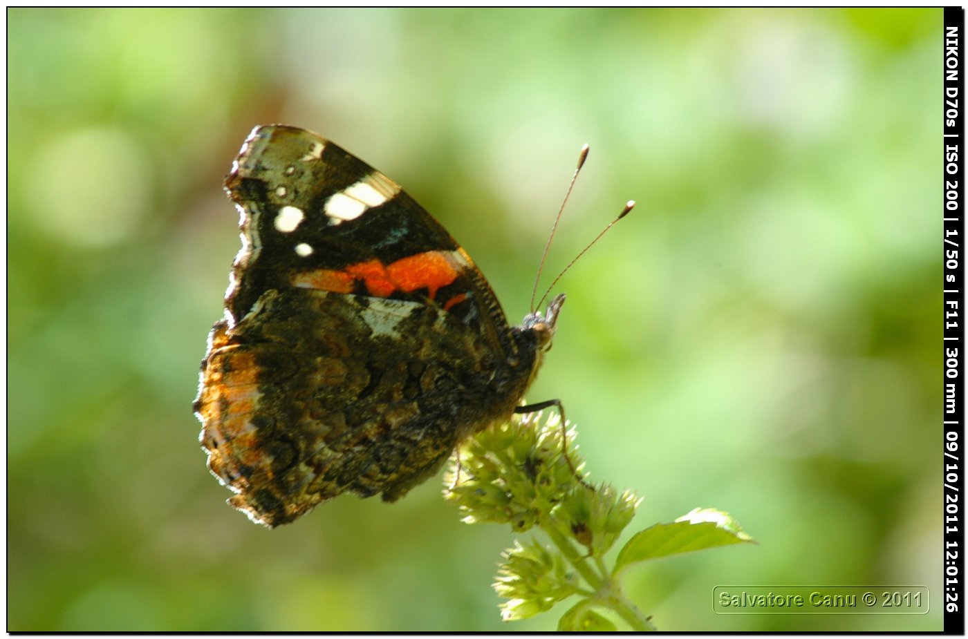 Vanessa atalanta