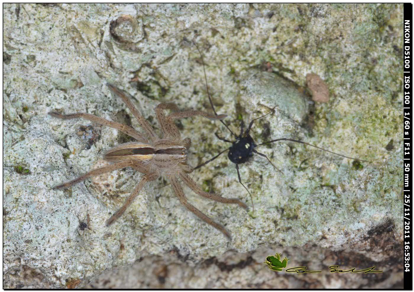 Micrommata sp., (Sparassidae) e opilione