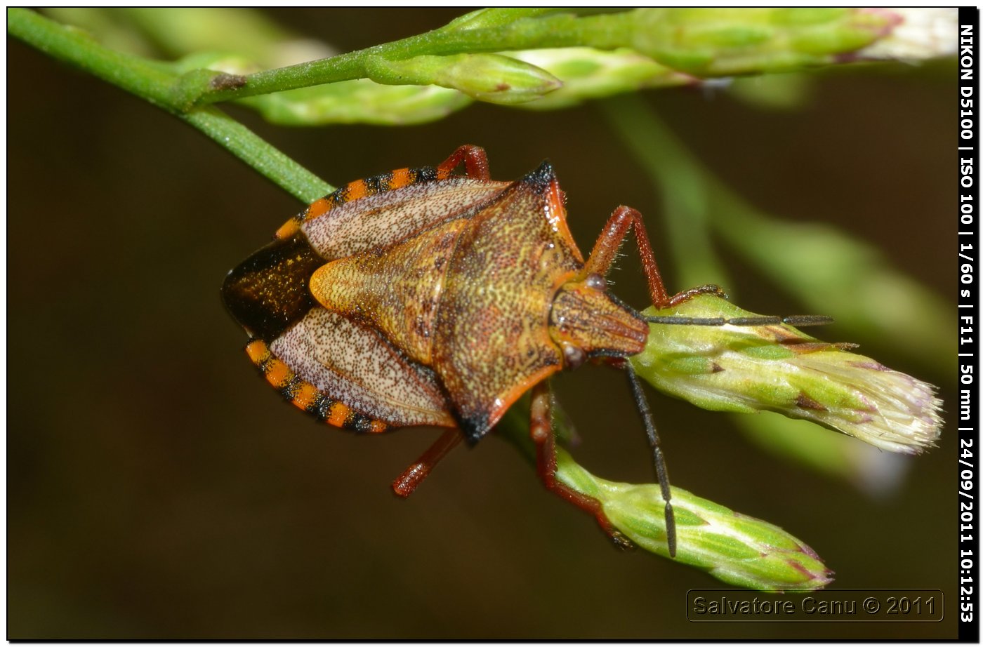 Carpocoris mediterraneus atlanticus