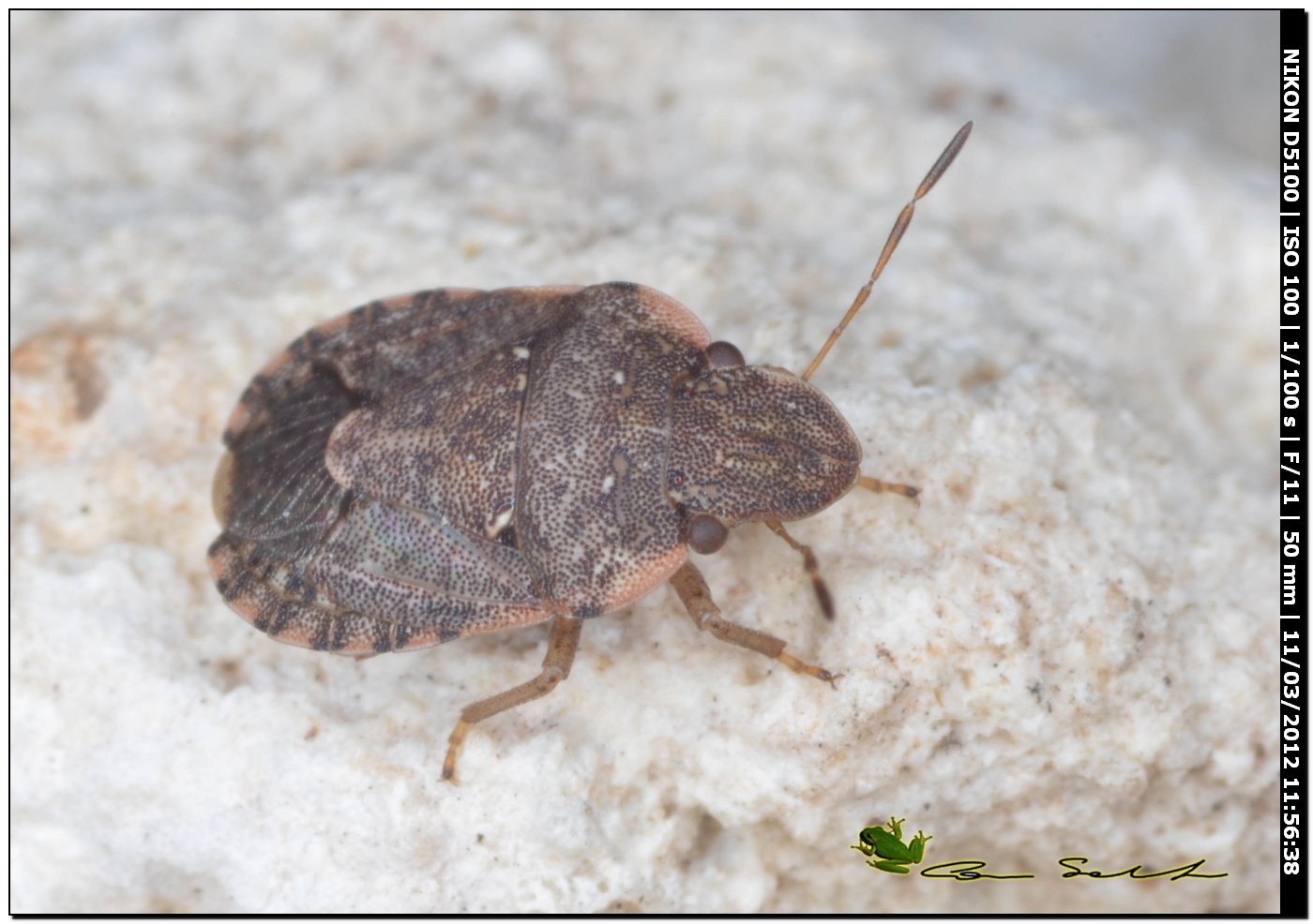 Sciocoris sp. da Stintino