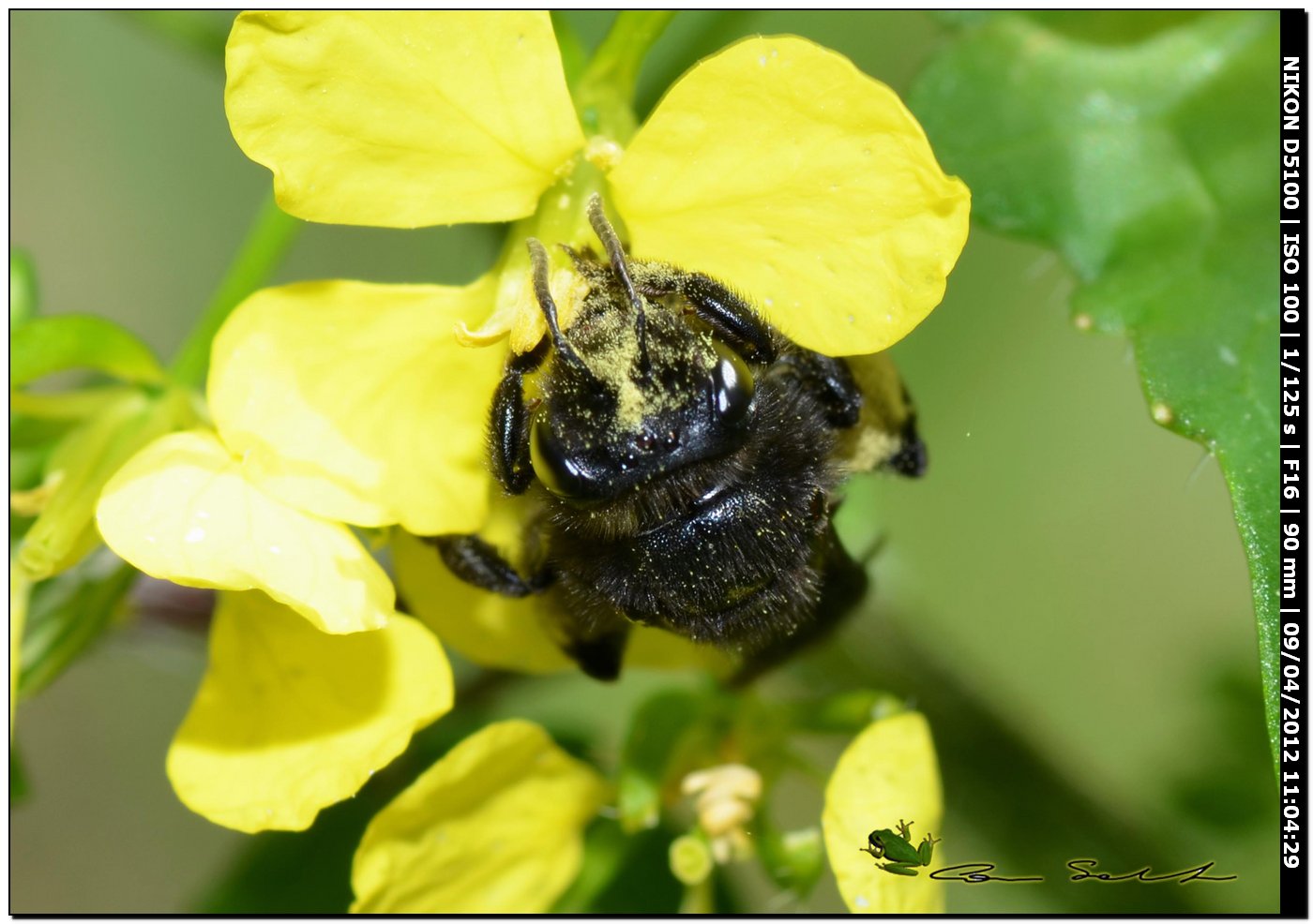 Femmina di Andrena pilipes