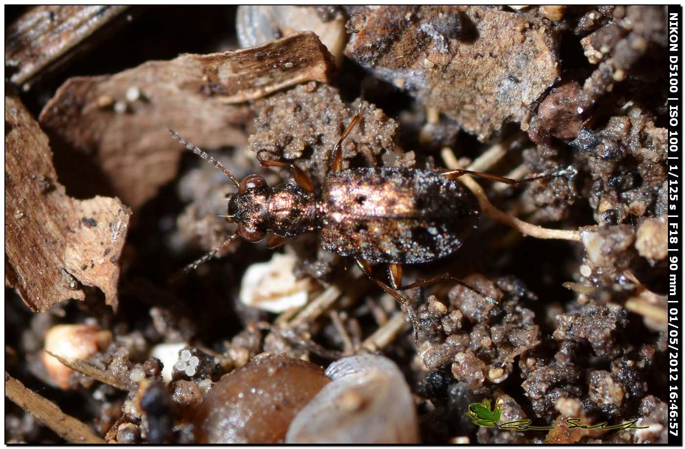 Piccolo Carabidae: Asaphidion cfr curtum