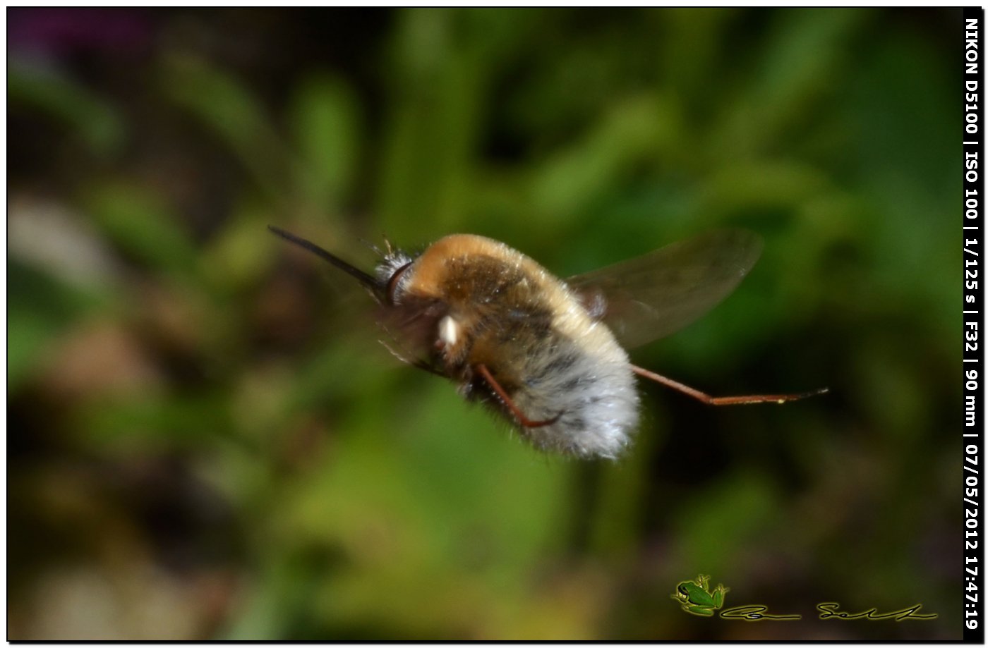 Bombylius sp.