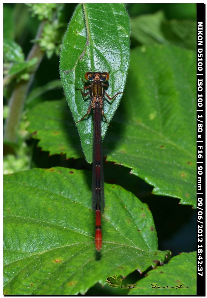 Ceriagrion tenellum?