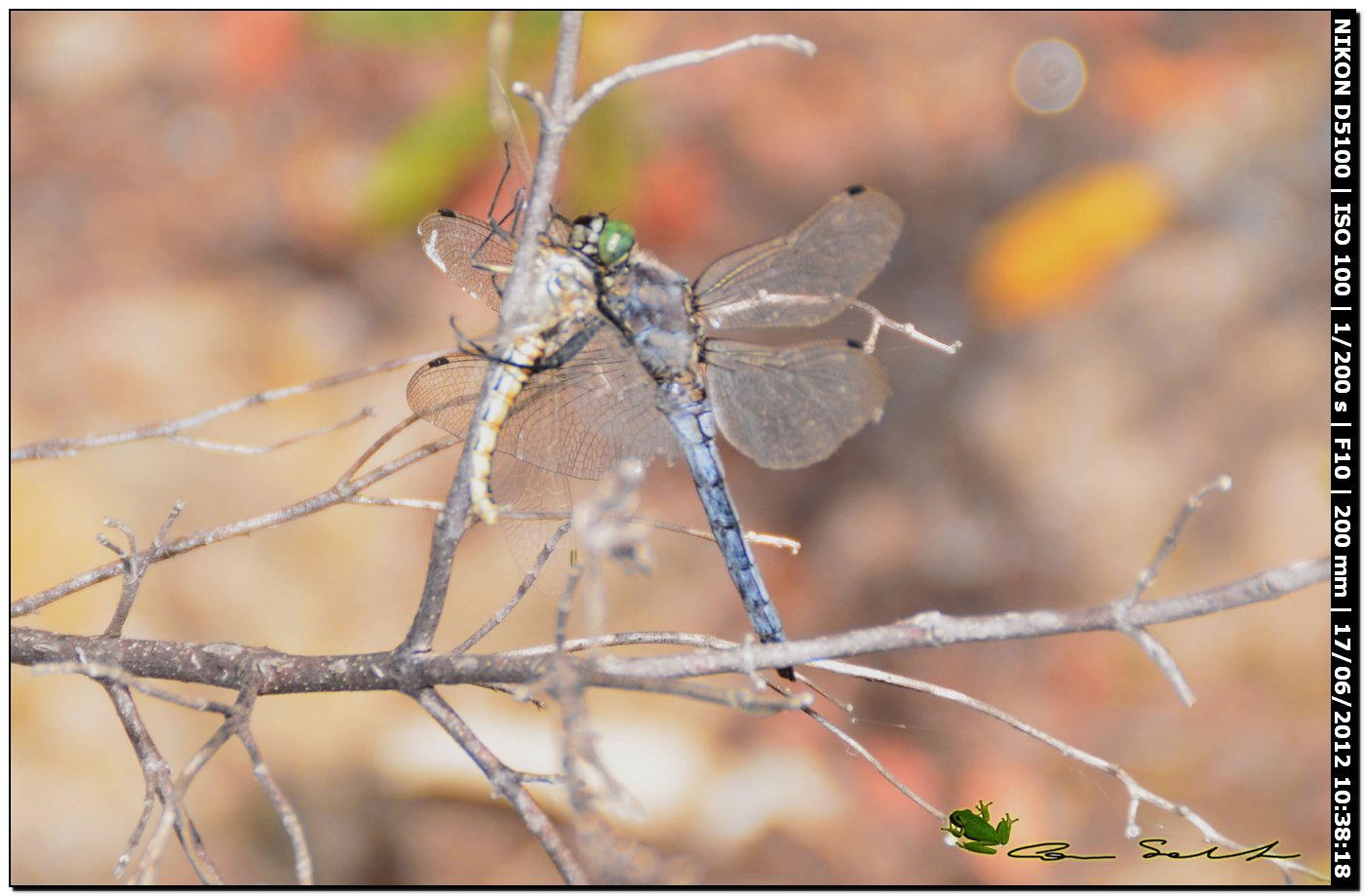 Libellula predata da Orthetrum cancellatum ♂