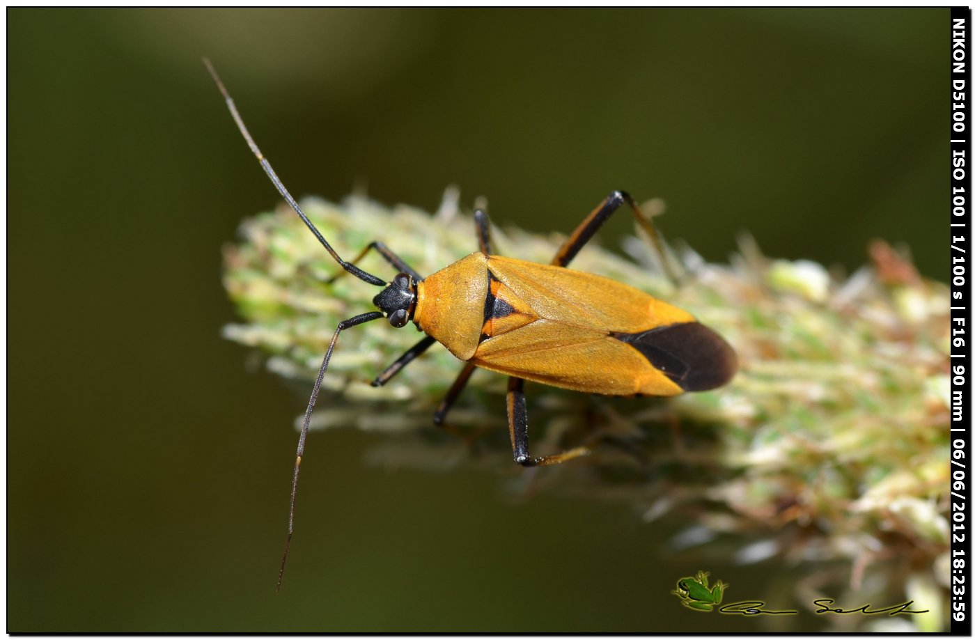 Miridae: Calocoris nemoralis f. pallida