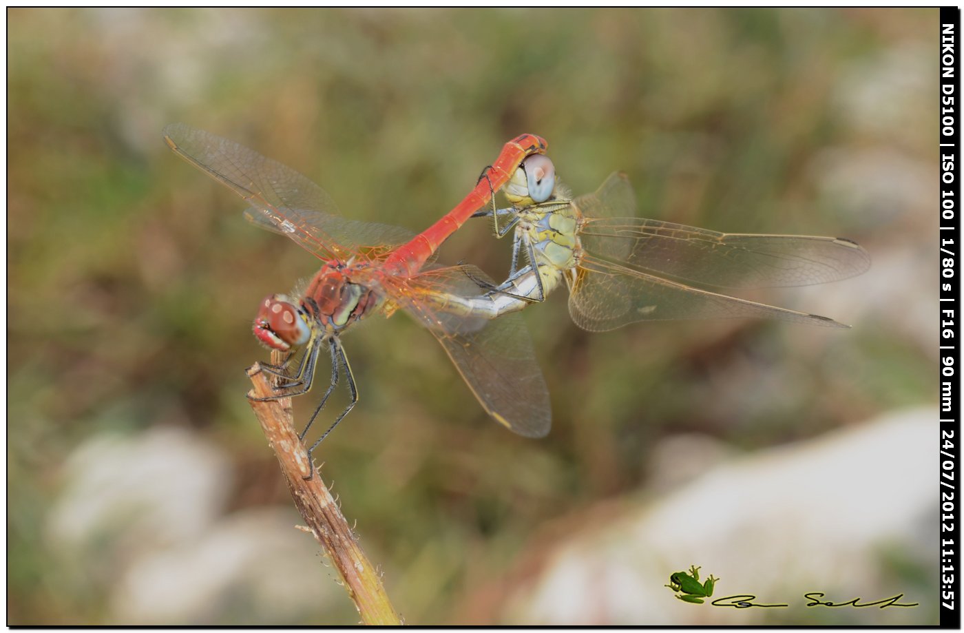 Sympetrum fonscolombii ♂♀