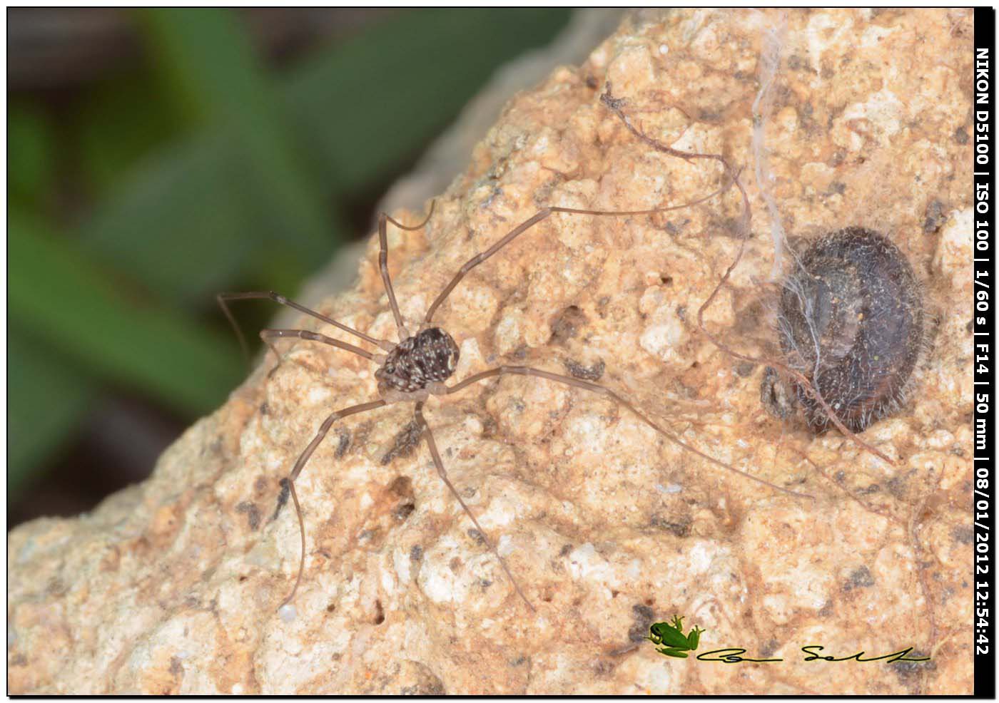 opilione sardo: Leiobuninae (Nelima ?) juv. & indet.